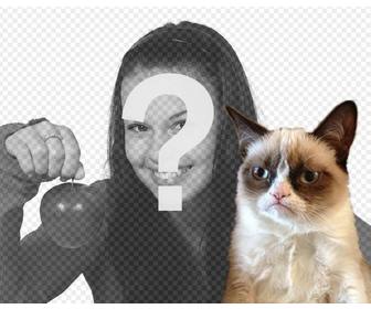 chụp ảnh với chu meo grumpy cat